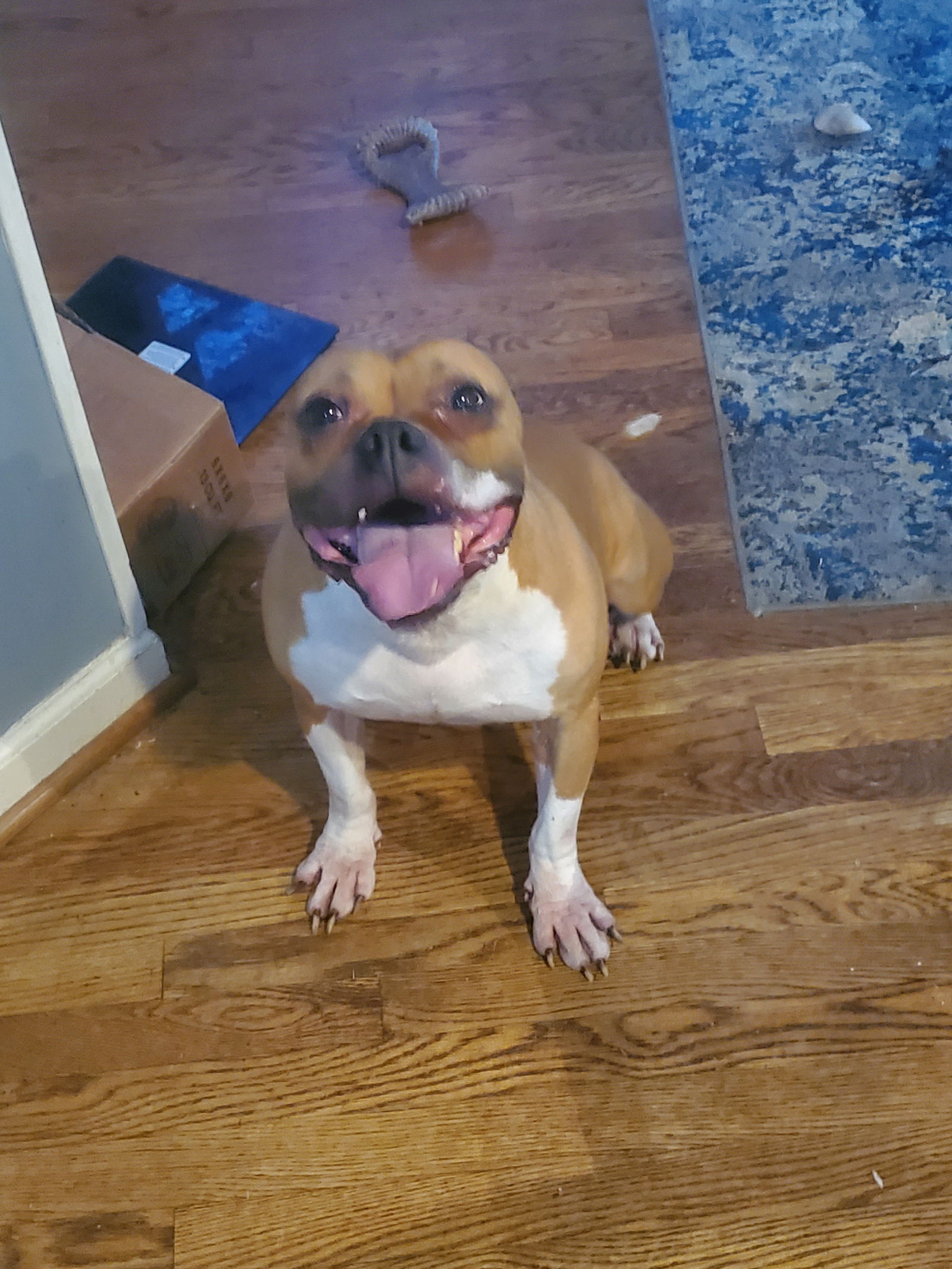 adoptable Dog in Baltimore, MD named Daisy & Diesel