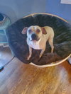 Daisy & Diesel - Photo 2