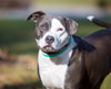 Petunia - Photo 9