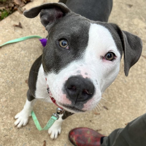 PETUNIA - American Pit Bull Terrier / American Staffordshire Terrier available for adoption