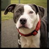 Petunia - Photo 22