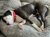 Petunia - Photo 21