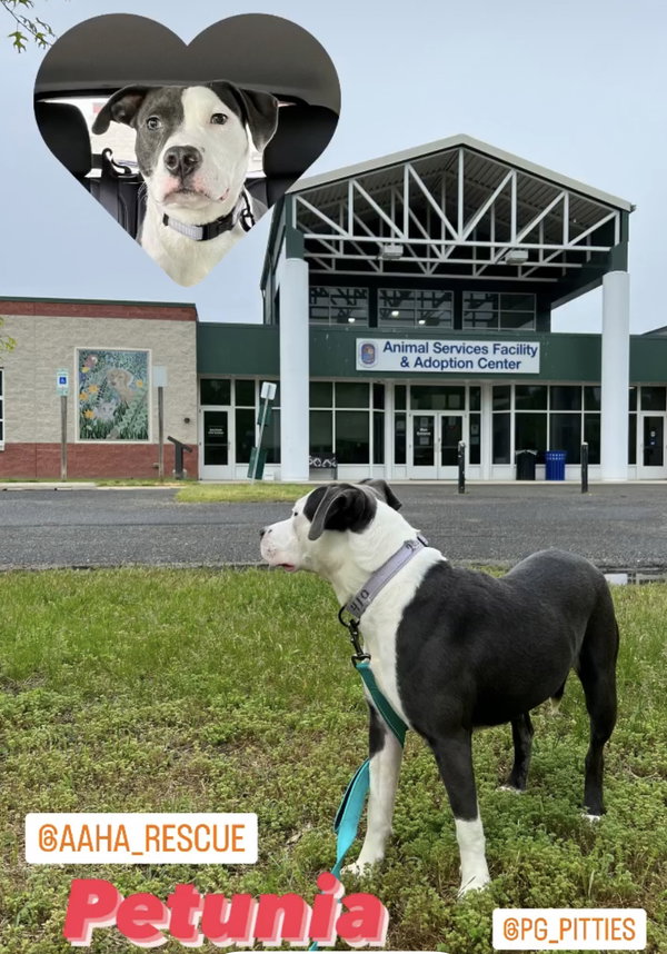 Petunia