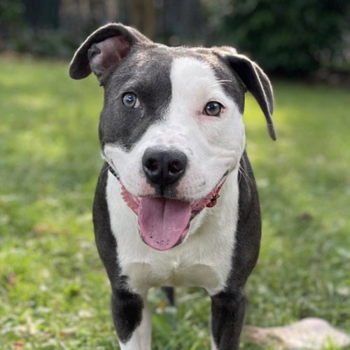 Petunia, an adoptable American Pit Bull Terrier in Baltimore, MD
