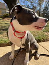 Petunia - Photo 20