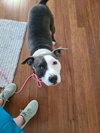 Petunia - Photo 18
