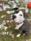 Petunia - Photo 14