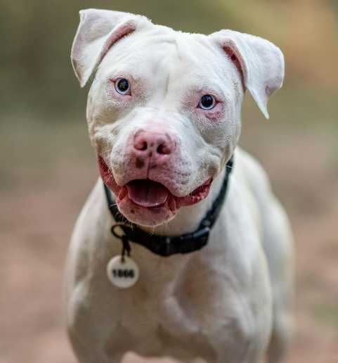 adoptable Dog in Baltimore, MD named Snow