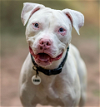 adoptable Dog in baltimore, MD named Snow