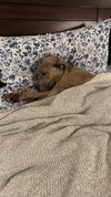Bruce - Photo 4