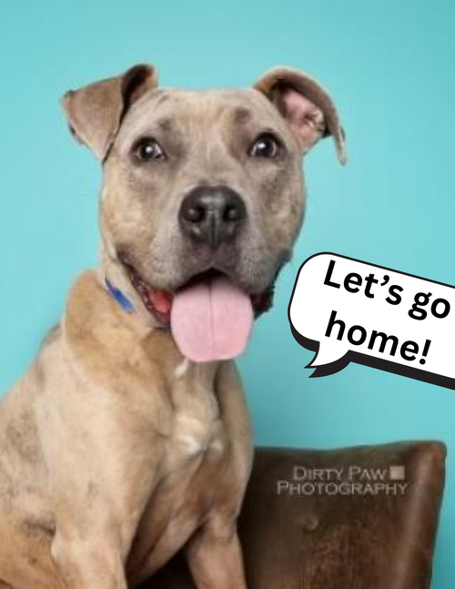 BRUCE - American Pit Bull Terrier / American Staffordshire Terrier available for adoption