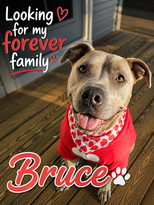 Bruce, an adoptable American Pit Bull Terrier in Baltimore, MD