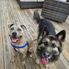 Bruce - Photo 4