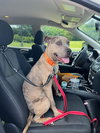 Bruce - Photo 23