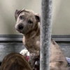 Bruce - Photo 22