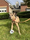 Bruce - Photo 17