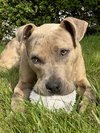 Bruce - Photo 21