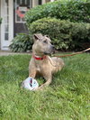 Bruce - Photo 20