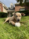 Bruce - Photo 19