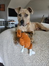 Bruce - Photo 14