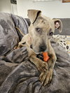 Bruce - Photo 9