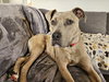 Bruce - Photo 12
