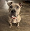 Bruce - Photo 7