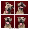 Bruce - Photo 11