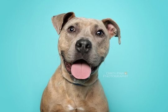 adoptable Dog in Baltimore, MD named Bruce