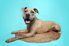 Bruce - Photo 8