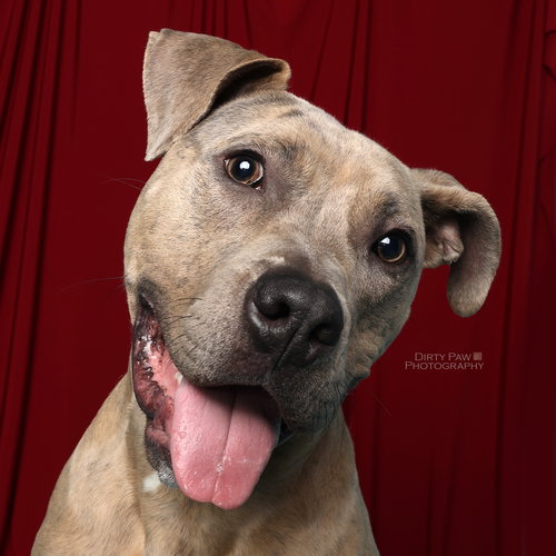 BRUCE - American Pit Bull Terrier / American Staffordshire Terrier available for adoption
