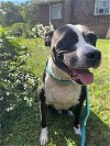 adoptable Dog in baltimore, MD named Tommy