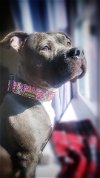adoptable Dog in baltimore, MD named Jane