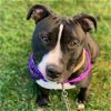 adoptable Dog in baltimore, MD named Diesel