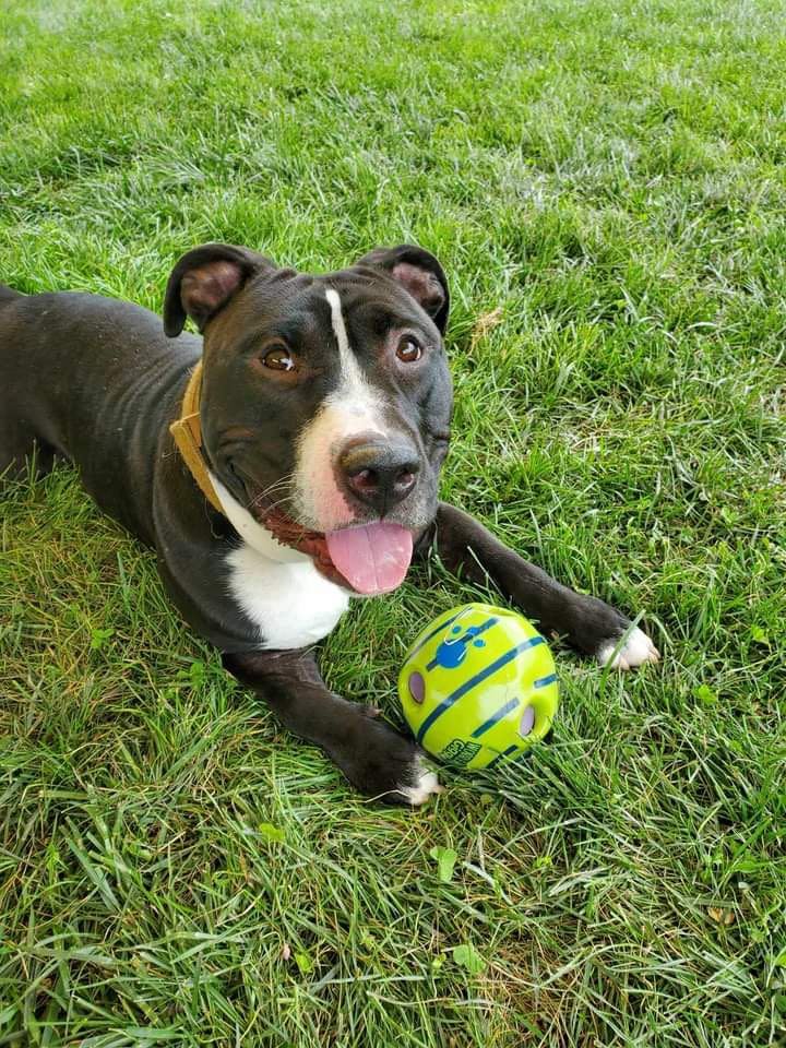 adoptable Dog in Baltimore, MD named Diesel