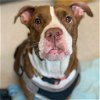 adoptable Dog in baltimore, MD named Tallulah