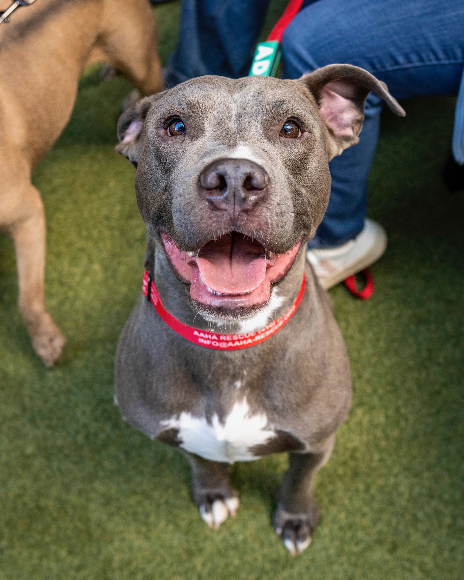 adoptable Dog in Baltimore, MD named Chance