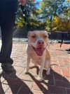 adoptable Dog in , MD named Misty