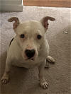 adoptable Dog in baltimore, MD named Sam
