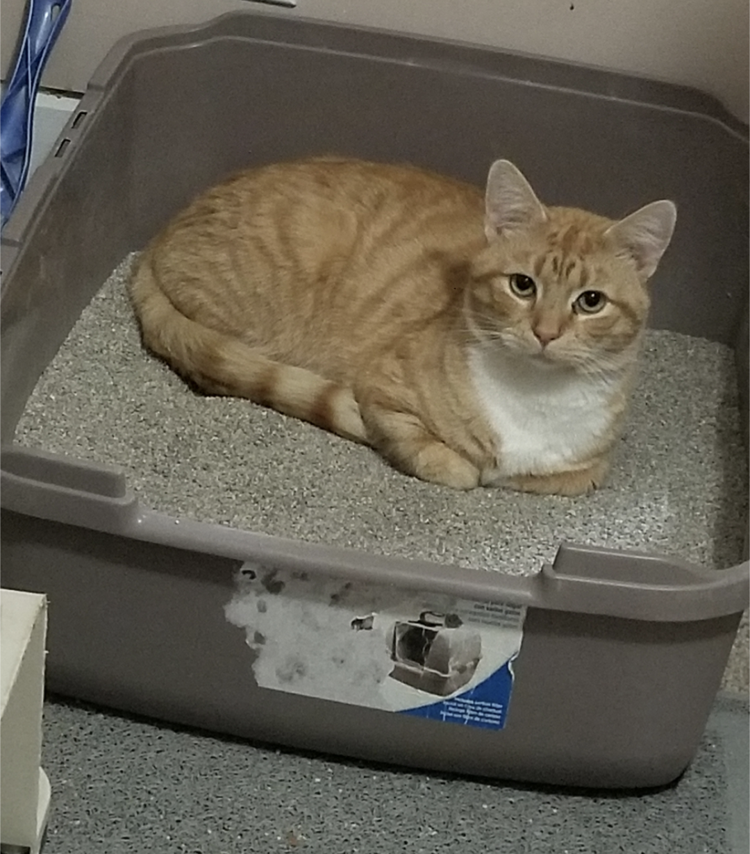 adoptable Cat in Baltimore, MD named Monkey