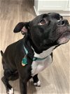 adoptable Dog in baltimore, MD named Gia