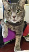 adoptable Cat in baltimore, md, MD named Jay