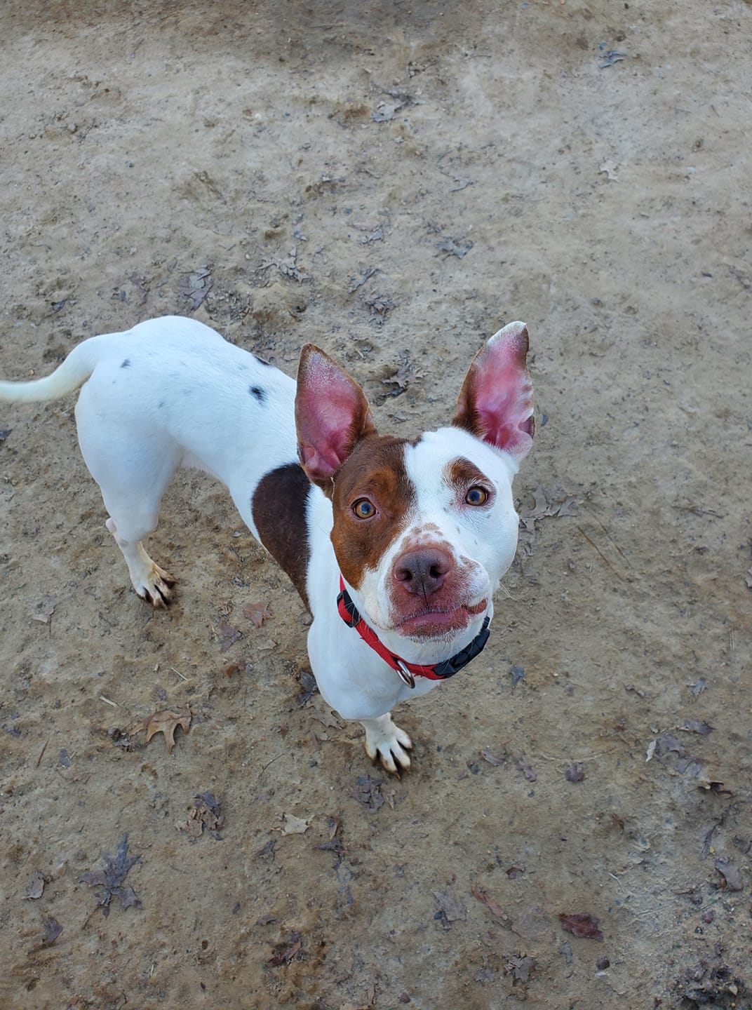 adoptable Dog in Baltimore, MD named Coco