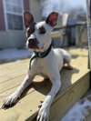 Coco - Photo 2