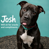 Josh - Photo 1