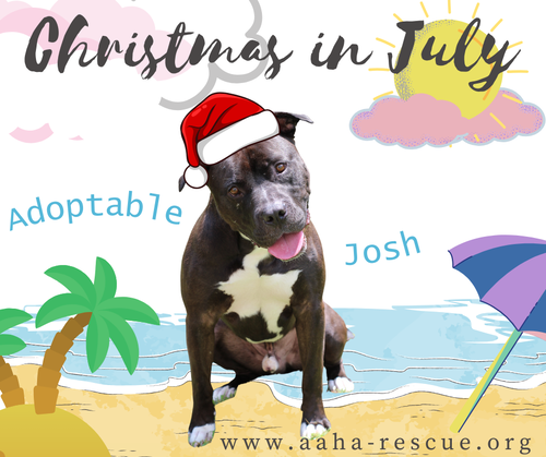Josh, photo 9