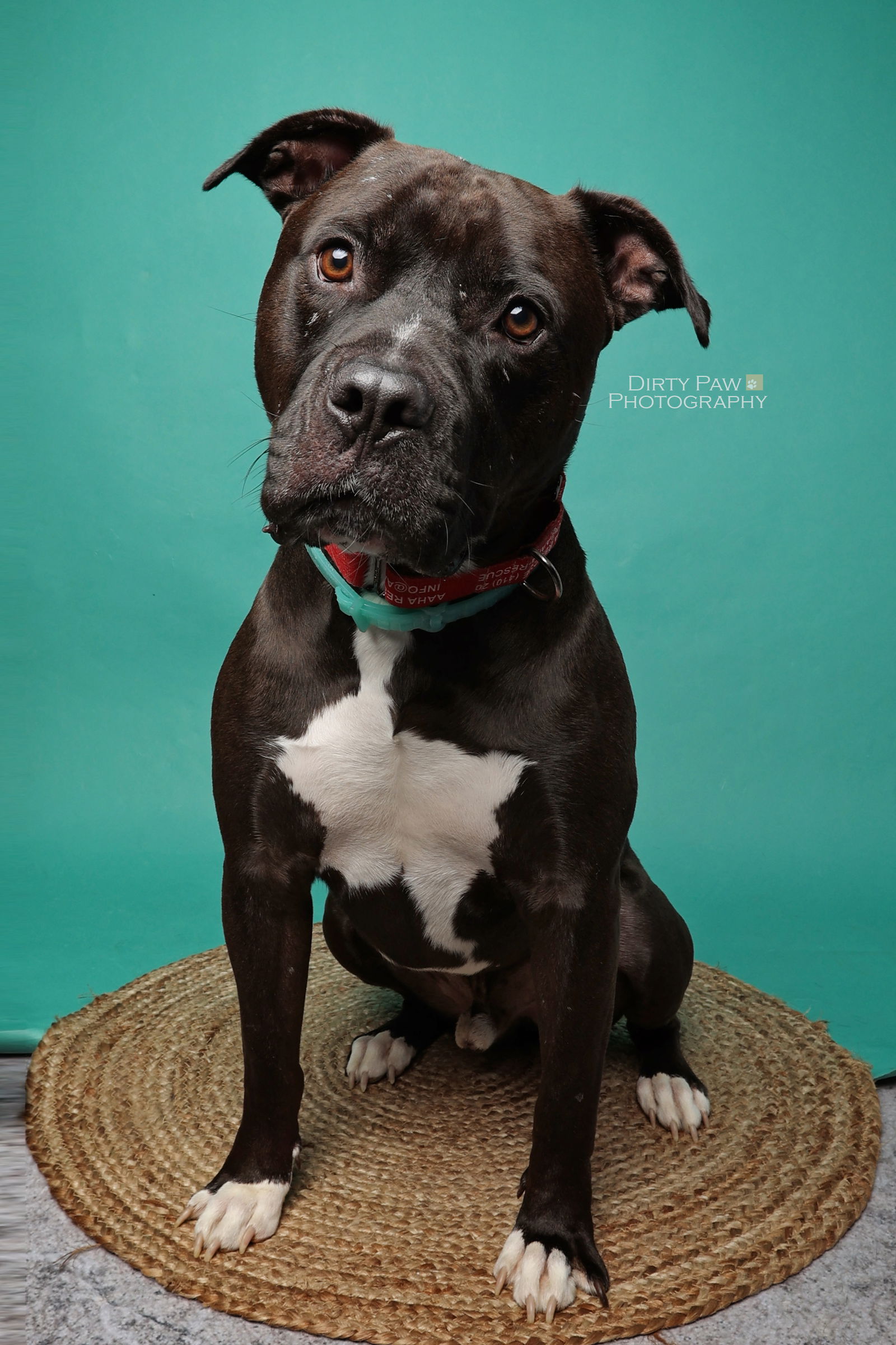 adoptable Dog in Baltimore, MD named Josh