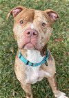 adoptable Dog in baltimore, MD named Tetrus