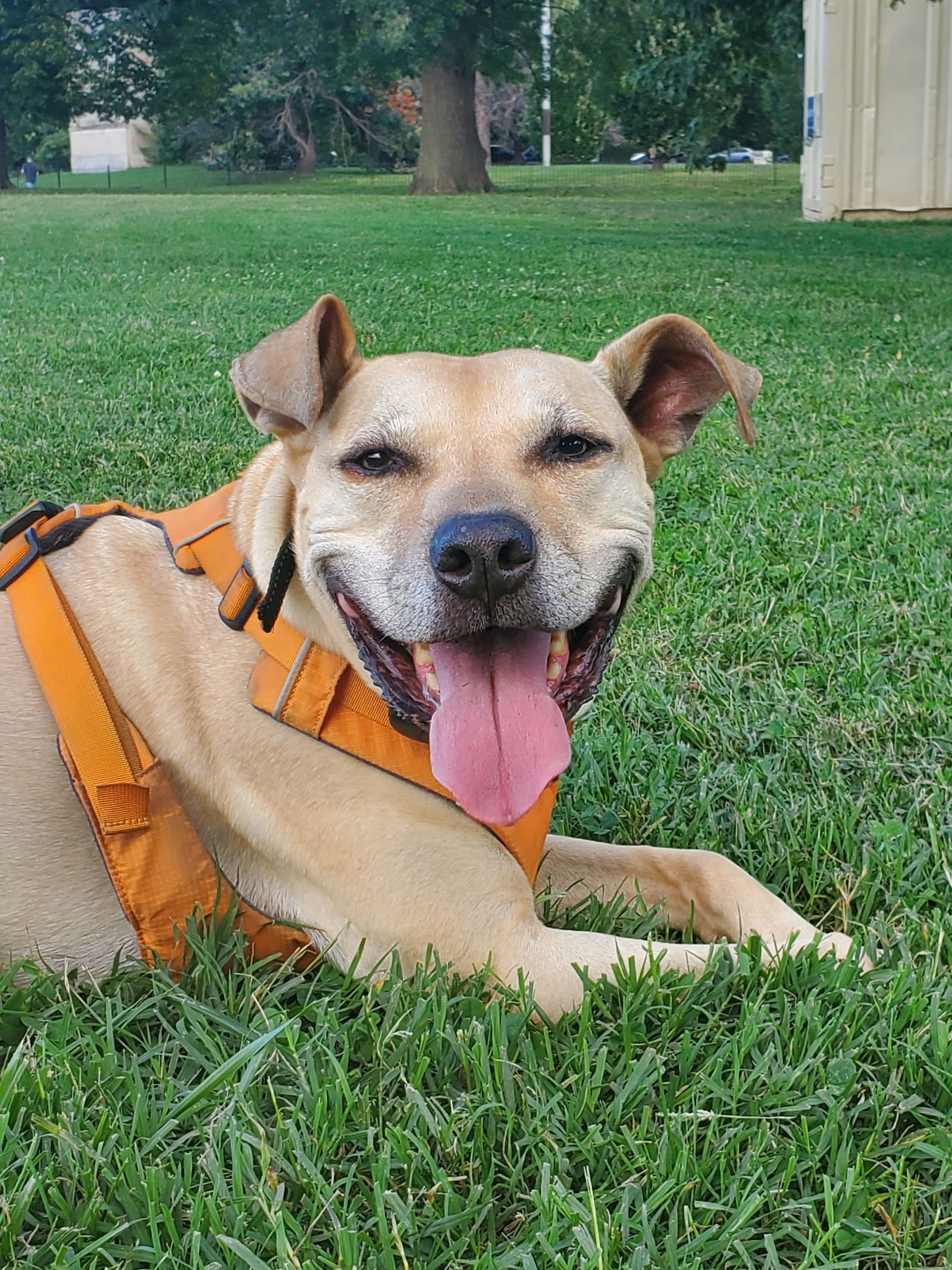 adoptable Dog in Baltimore, MD named Mr Bo