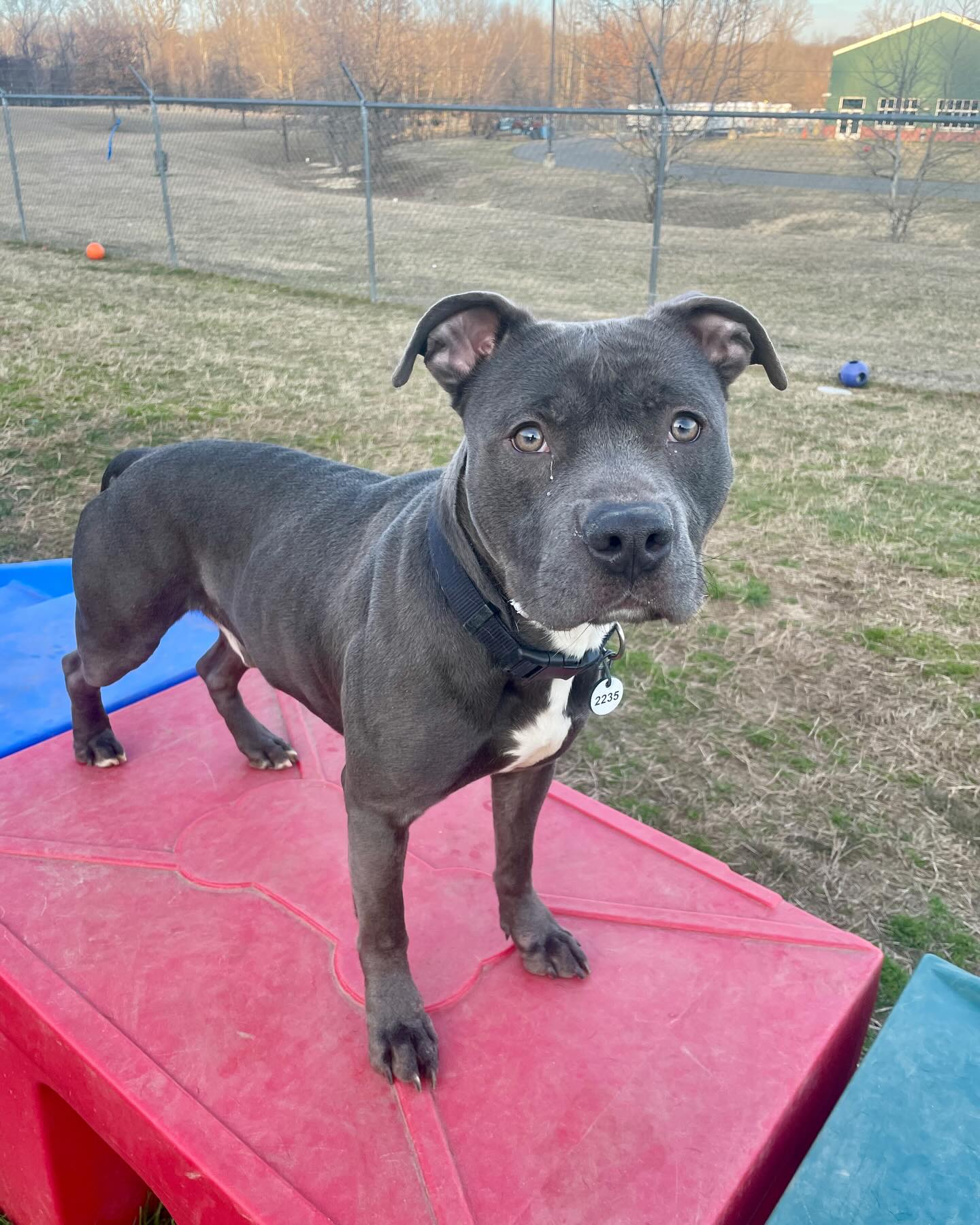 Dog for Adoption - Noah, a American Staffordshire Terrier in Arlington